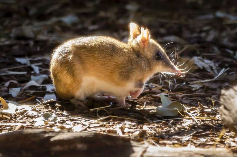 The Eastern Barred Bandicoot that once roamed the Australian mainland has been brought back from the brink of extinction