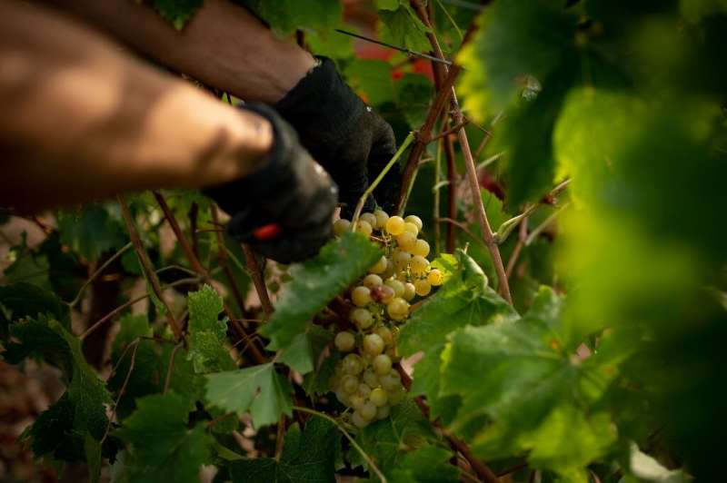 The effects of climate change are pushing Spain's wine growers to plant grapes at higher altitude