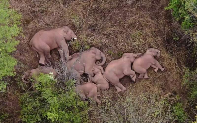 The elephant herd has travelled around 500 kilometres, and is now lingering a couple of days south of the city of Kunming