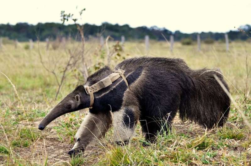 The fewer forests, the more space giant anteaters need