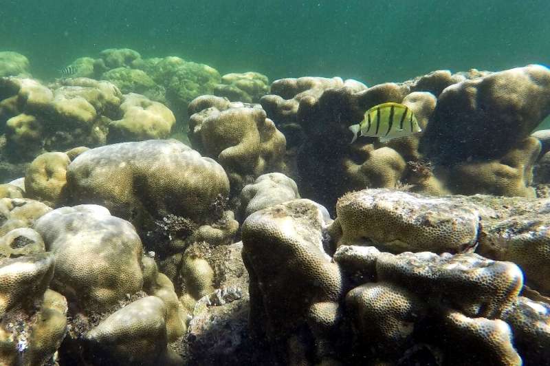 The findings warn that reefs along the eastern coast of Africa and island nations like Mauritius and Seychelles faced a high ris