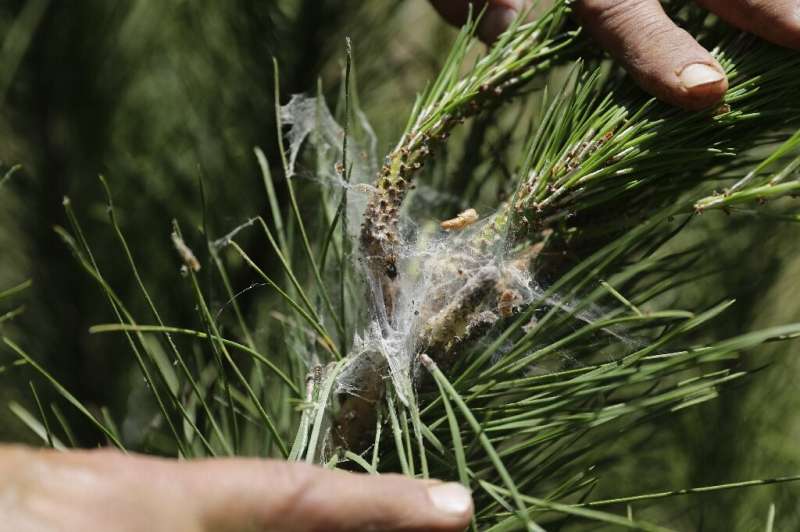 The former head of the Bkassine forest municipal comittee, Maroun Aziz, searches for parasites on a pine tree
