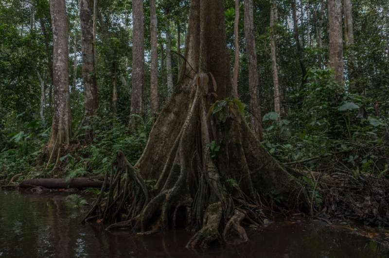 The freshwater swamp forest of Hlanzoun is one of the last of its kind in Benin and is at risk of disappearing