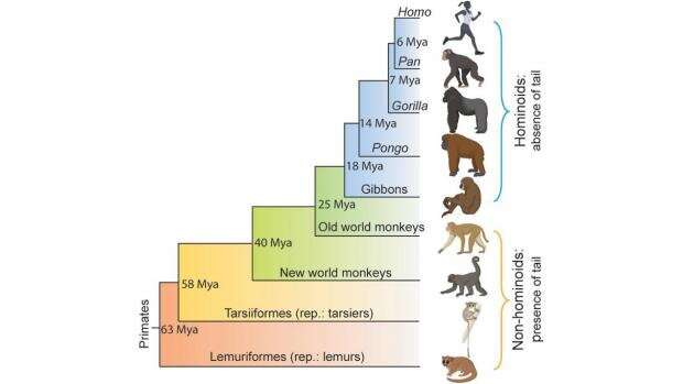 The genetic basis of tail-loss evolution in humans and apes