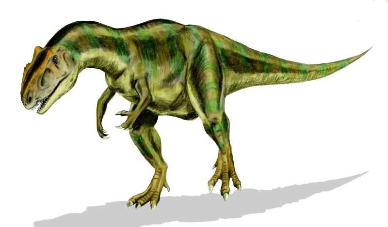 The giant jurassic dinosaur Allosaurus was a scavenger, not a predator