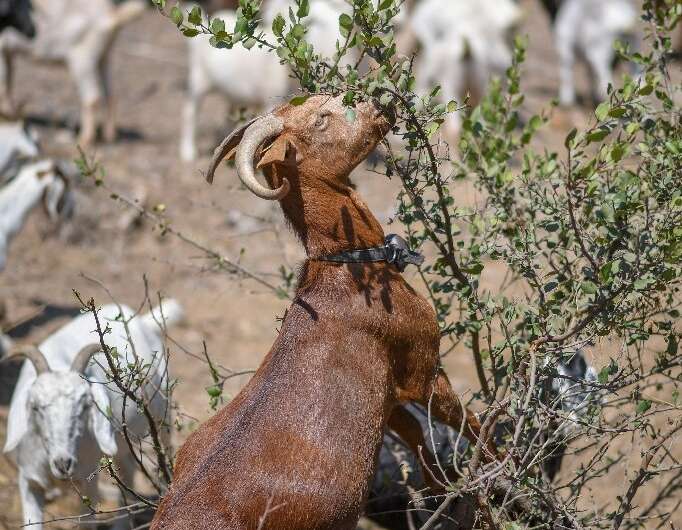 The goats are just one small part of the strategy for coping with the threat of fires