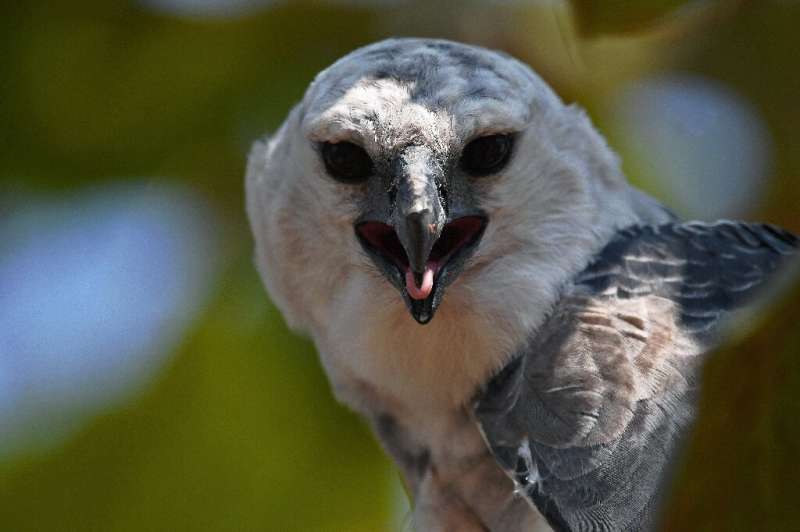 The harpy eagle is one of the most iconic species threatened by the accelerating destruction of the Amazon