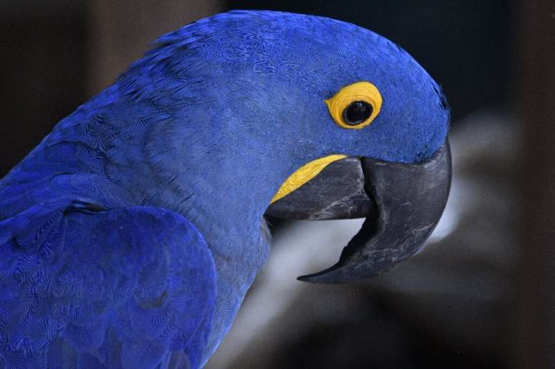 The hyacinth macaw is listed as &quot;vulnerable&quot; by the International Union for Conservation of Nature, with only about 4,