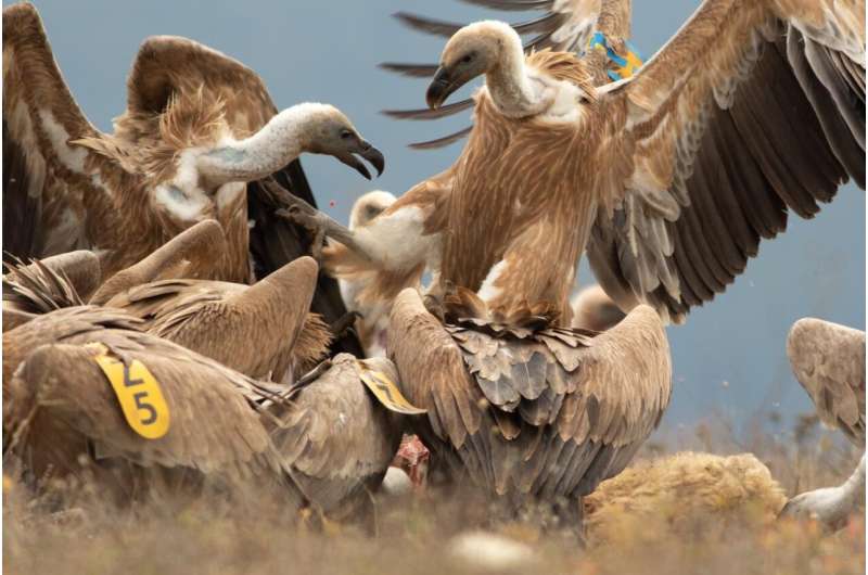 The incredible return of Griffon Vulture to Bulgaria's Eastern Balkan Mountains