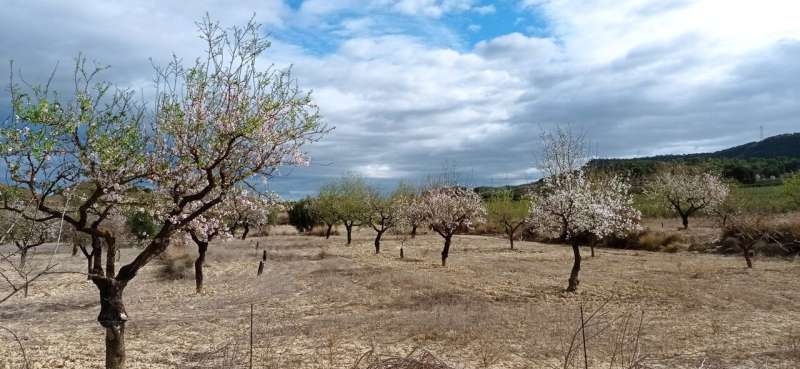 The introduction of perennial plants among rainfed almond trees helps to mitigate climate change