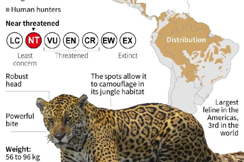 The jaguar, a &quot;near threatened&quot; species according to the International Union for Conservation of Nature (IUCN)