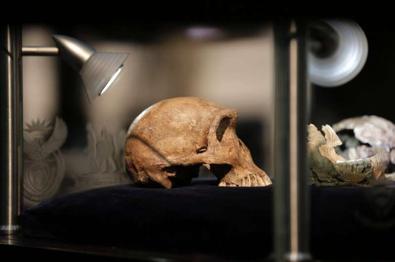 Les derniers fossiles s'ajoutent à un crâne et à d'autres restes d'une espèce nommée Homo naledi, des hominidés qui vivaient il y a environ 250 000 ans