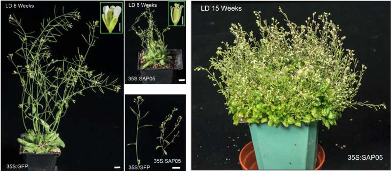 The microbial molecule that turns plants into zombies