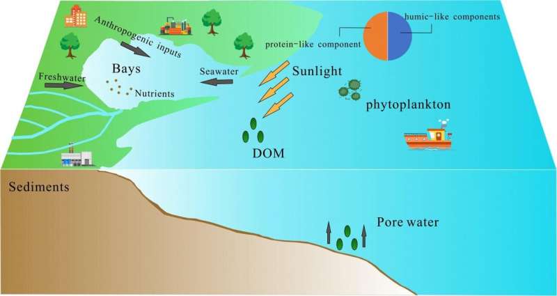 The molecular characteristics of the dissolved organic matter pool in a eutrophic coastal bay