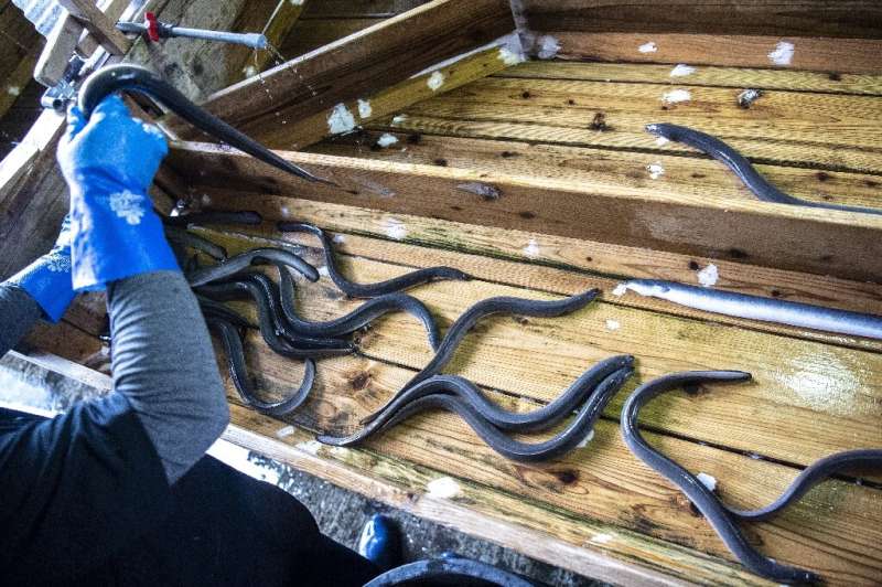 The mystery of eel reproduction has fascinated scientists for thousands of years, with even ancient Greek philosopher and natura
