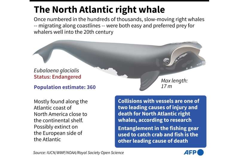 The North Atlantic right whale