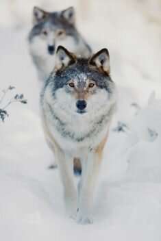 Norwegian wolves are extinct