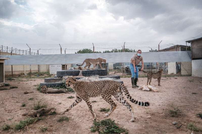 The number of cheetahs sheltered at safe houses run by the Cheetah Conservation Fund in Somaliland has soared as the government 
