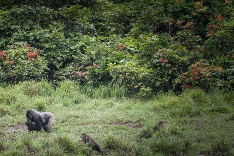 The number of western lowland gorillas in Gabon, as seen in this archive picture from 2019, has fallen dramatically in the last 