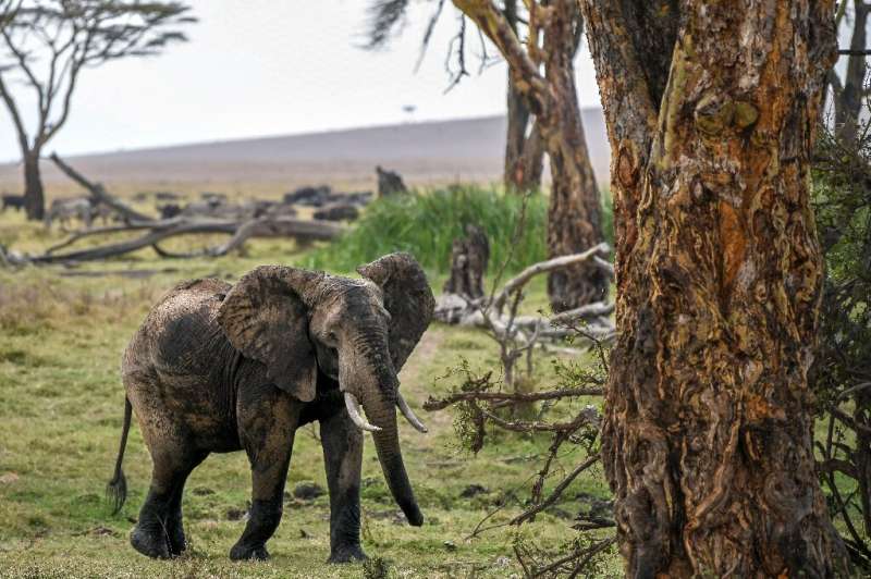 The numbers of African savanna elephants have plunged by at least 60 percent during the last half-century, according to the Inte
