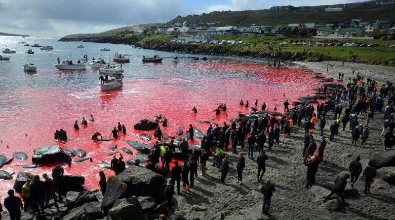The people of Torshavn have long defended the Faroe Islands summer tradition of hunting pilot whales and dolphins