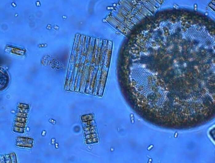 The 'phytoplankton factory' -- from nutrients to algae growth