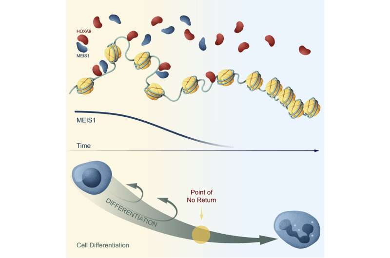 The point of no return: Chromatin enforces cell fate decisions