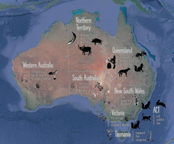 The price of pests: Australia’s $390 billion invasive species bill