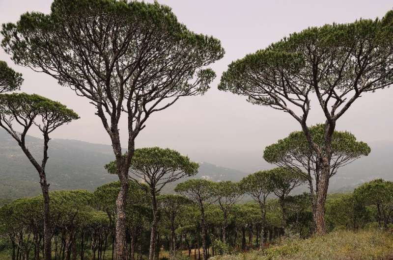 The Qsaybeh pine forest east of Beirut
