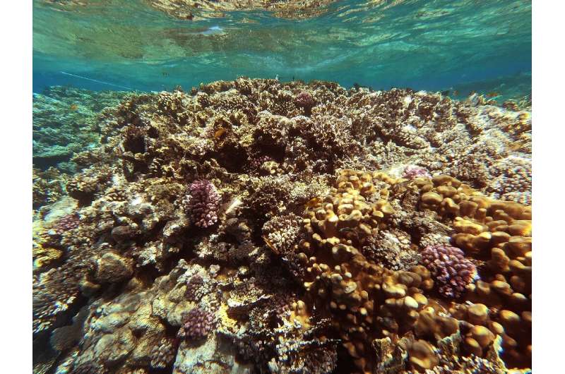 The Red Sea is home to some 209 different types of coral reefs, according to Egypt's environment ministry