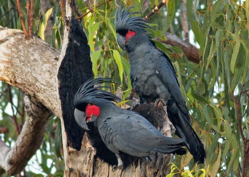 The 'Ringo Starr' of birds is now endangered – here’s how we can still save our drum-playing palm cockatoos