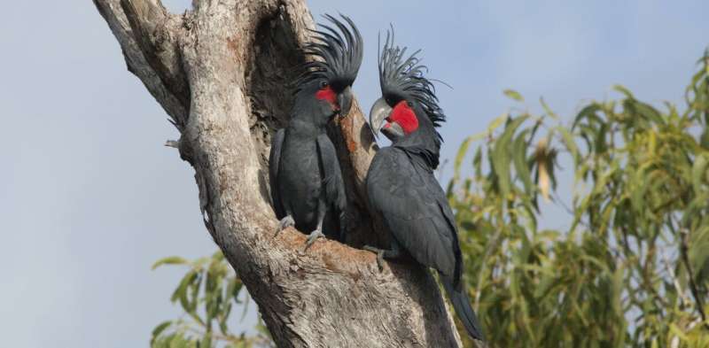 The 'Ringo Starr' of birds is now endangered – here’s how we can still save our drum-playing palm cockatoos