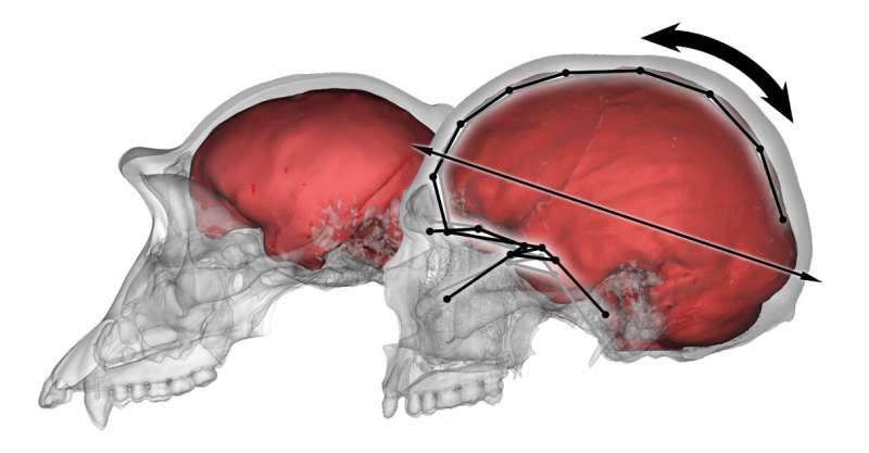 The size of the parietal bones influences facial orientation in modern humans