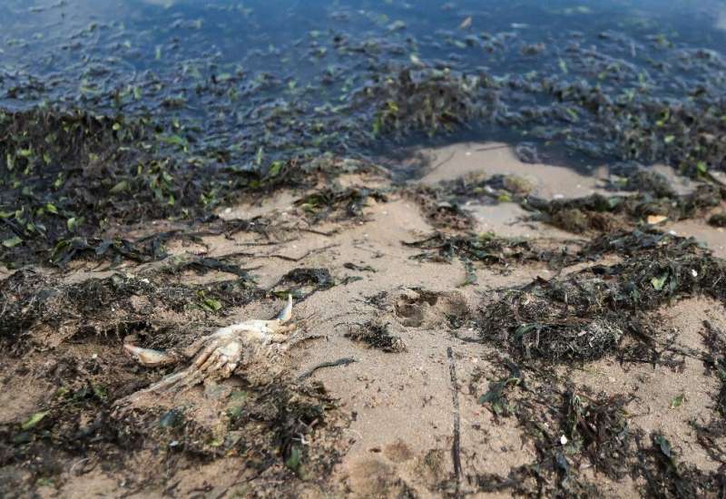 The sparkling saltwaters of the Mar Menor are spitting out millions of dead or dying sea creatures