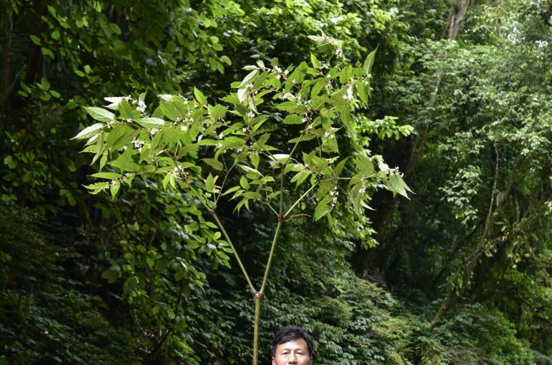 بلندترین گونه بگونیا در تمام آسیا که در تبت چین یافت می شود