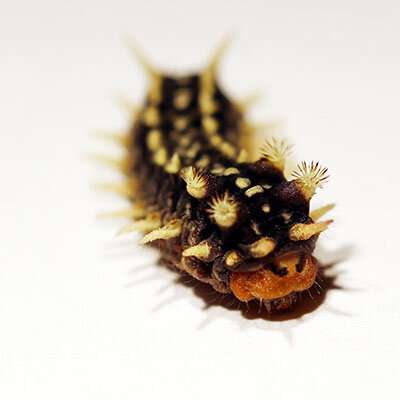 The very venomous caterpillar