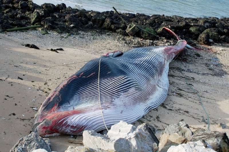 The whale was injured before getting stranded on the beach