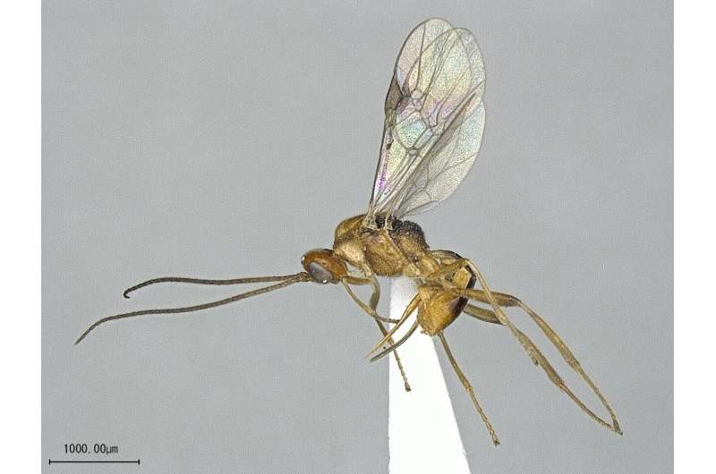 The wild cocoons of a new species of Japanese parasitoid wasp