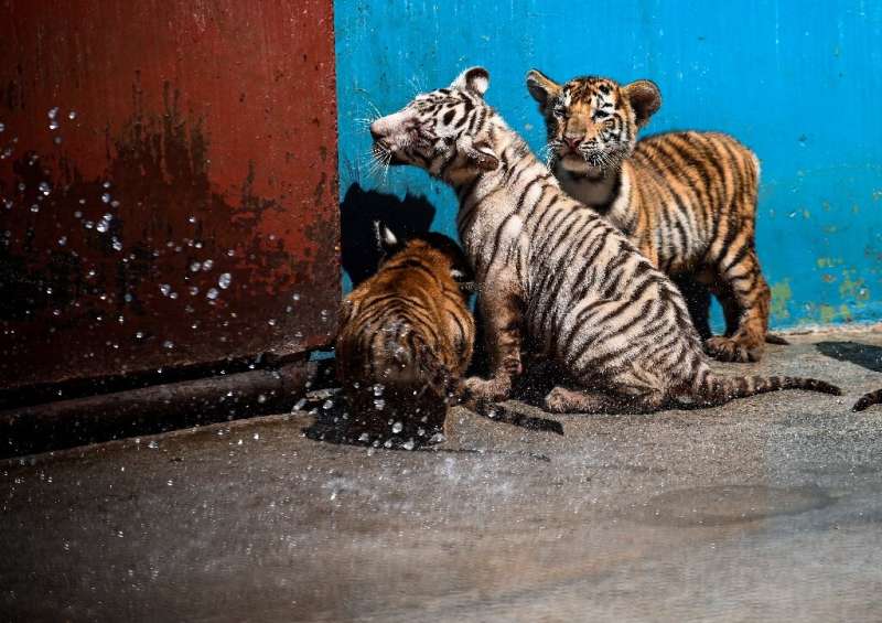 The WWF says about 3,900 tigers remain in the wild