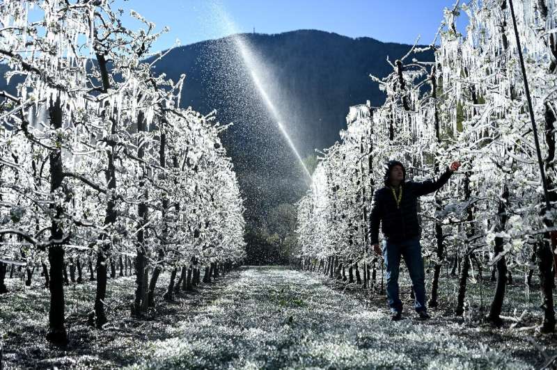 The apple trees are covered with a layer of ice