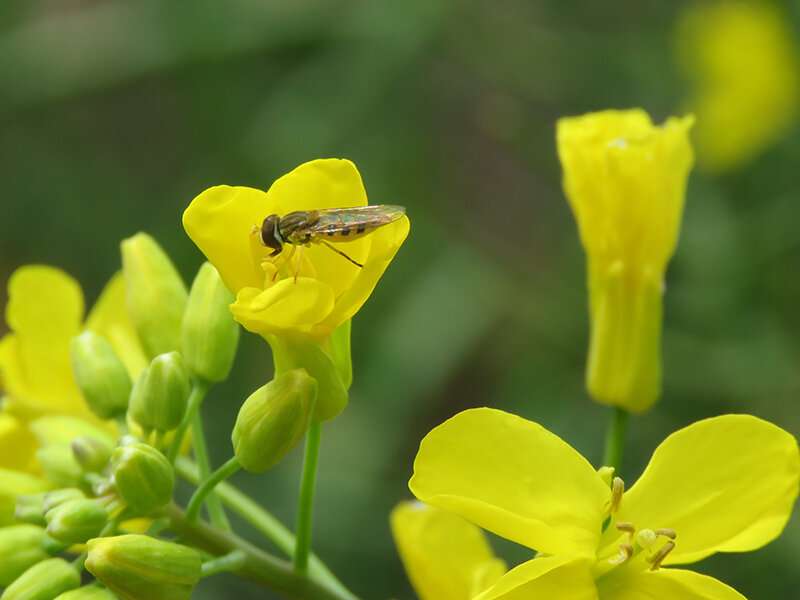 The buzz about pollinators in canola fields