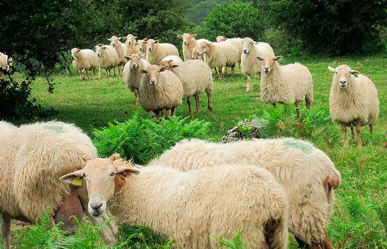 The decline in grazing practices threatens the existence of a Basque cheese