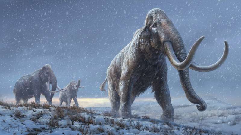 The DNA showed that million-year-old steppe mammoths were already adapted to the cold long before wolly mammoths emerged