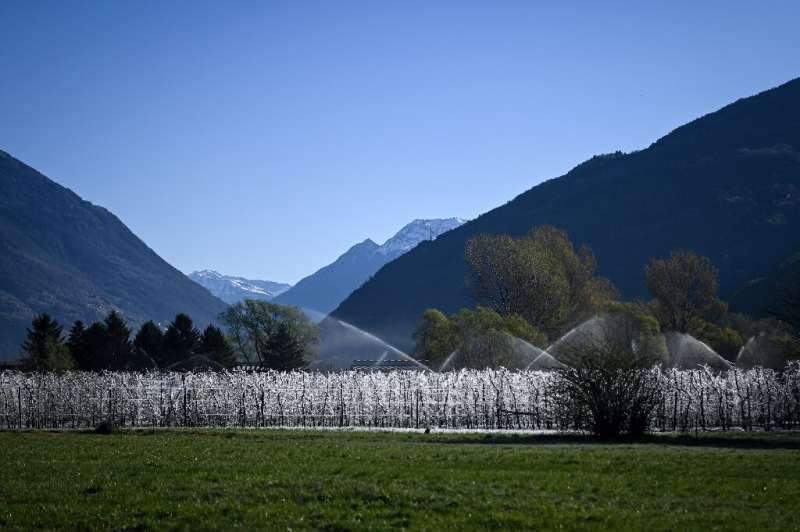 The frozen trees of Palazzetta stand in stark contrast to the spring vegetation in the rest of the Valtellina valley