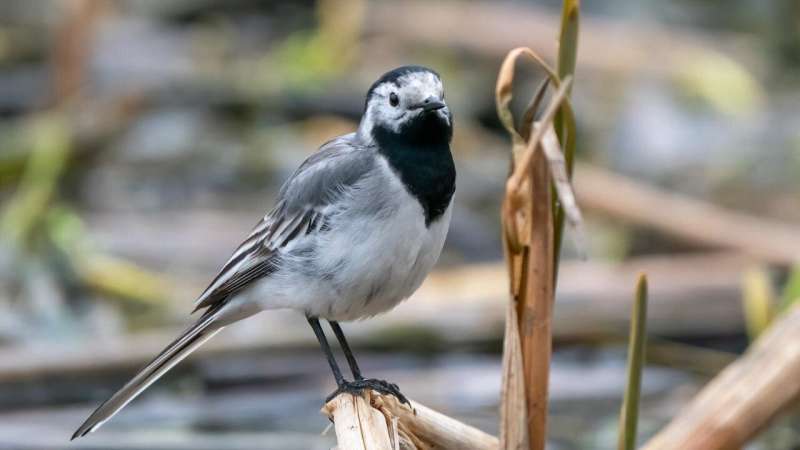 The genetic underpinnings of plumage for Eurasian white wagtails
