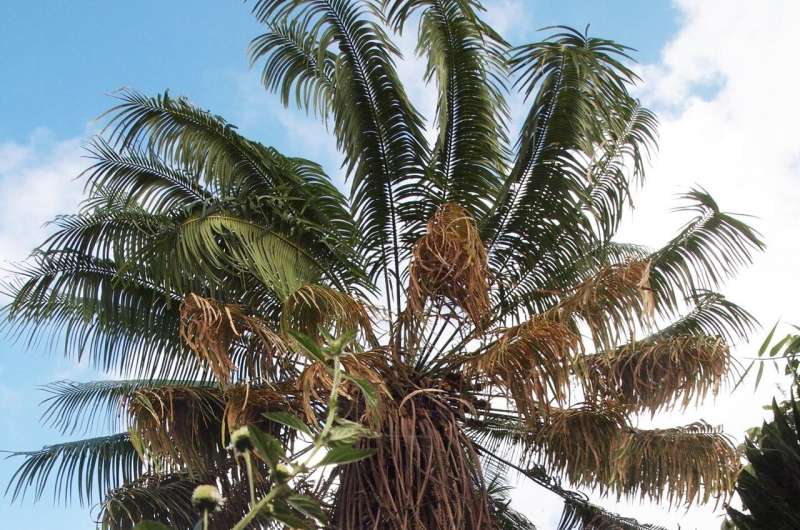 The impact of geopolitical boundaries on cycad conservation efforts