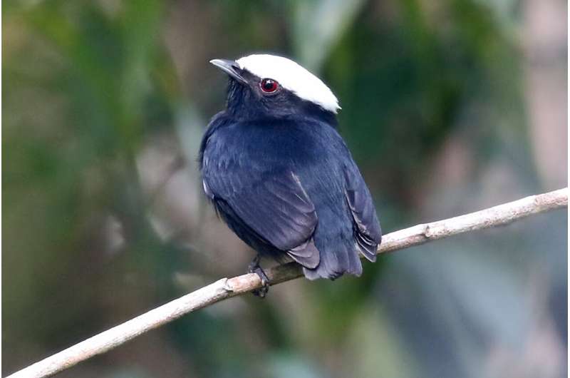 There may be more bird species in the tropics than we know