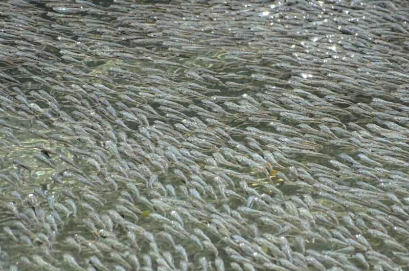 These fish work together by the hundreds of thousands to make waves