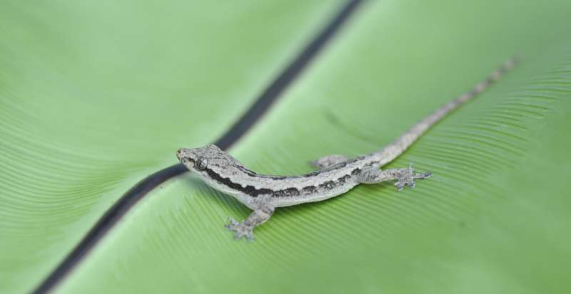 These geckos crash-land on rainforest trees but don't fall, thanks to their tails