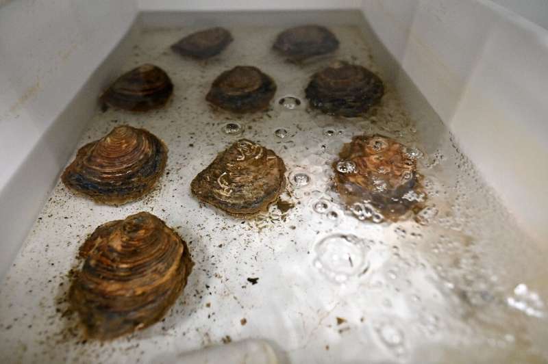 These molluscs will hopefully lead to a revival of their native oyster species in the waters near the British city of Portsmouth